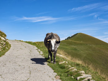 Cow grazing in the italian alps