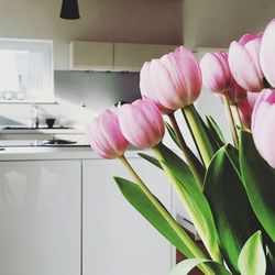 Close-up of pink tulips