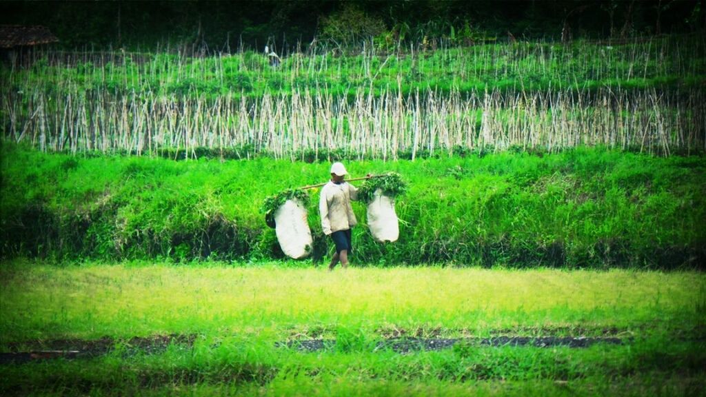 grass, field, grassy, green color, growth, nature, landscape, plant, beauty in nature, bird, tranquility, rural scene, agriculture, outdoors, day, standing, one person, tranquil scene, farm, rear view