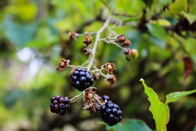 Close-up of berries growing on tree