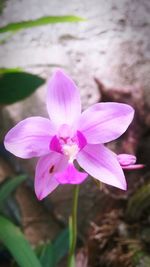 Close-up of pink flower blooming outdoors