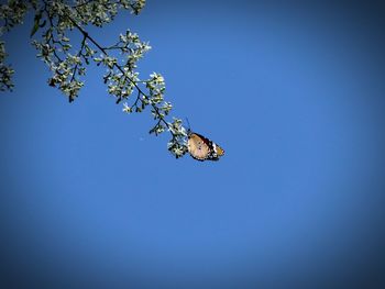 Low angle view of insect on tree against clear blue sky