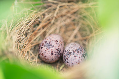 High angle view of eggs in bird nest