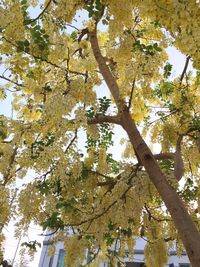 Low angle view of tree against sky