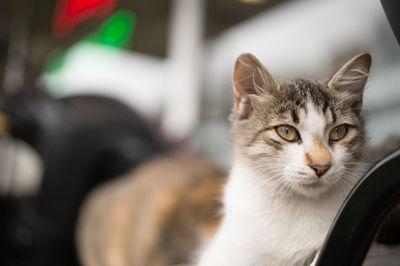 Close-up of kitten