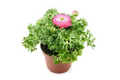 Close-up of pink rose on white background