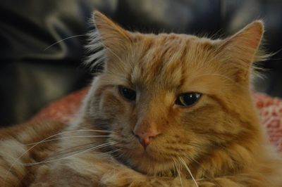 Close-up portrait of cat