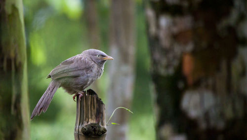 Close-up of bird