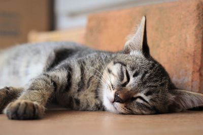 Close-up of cat sleeping