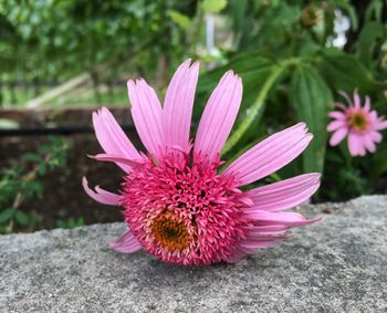 Close-up of pink flower
