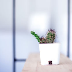 Cactus in white on a sheet