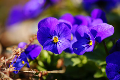 Close-up of purple flowering plants