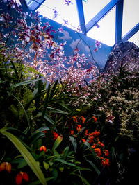 Close-up of colorful flowering plants