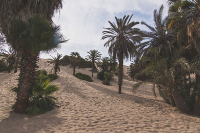 View of trees on sandy beach against sky