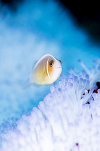 Pink clownfish