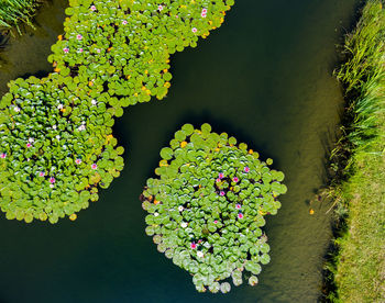 High angle view of flowering plant