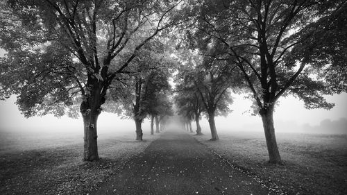 Trees on road during foggy weather