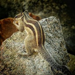 Close-up of squirrel