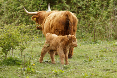 Lion standing in a field