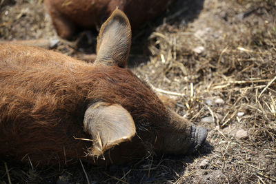 Close-up of an animal on field