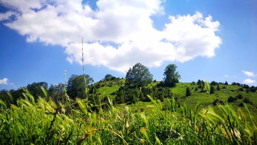 Scenic view of agricultural field against sky