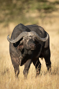 Cape buffalo stands facing camera in savannah