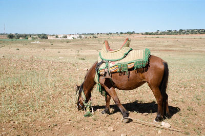 Horses in a field