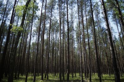 Low angle view of bamboo trees in forest