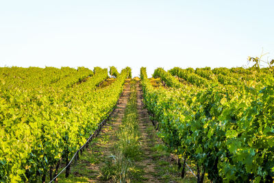 Scenic view of agricultural field against clear sky