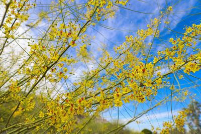 Low angle view of flowering tree against blue sky