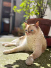 Portrait of cat sitting outdoors