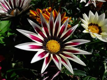 Close-up of white flowering plants