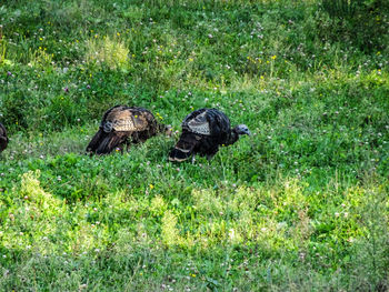 View of birds on grass