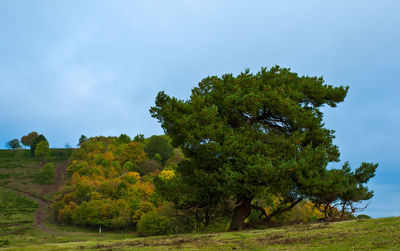 Low angle view of trees on field against sky