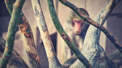 Close-up of monkey on tree trunk