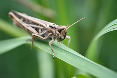 Close-up of insect on leaf