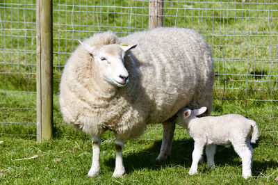 Sheep standing on grass