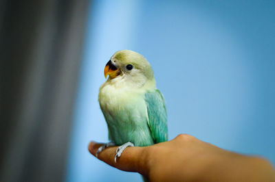 Close-up of bird perching on hand