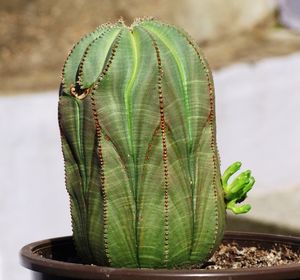 Close-up of cactus plant