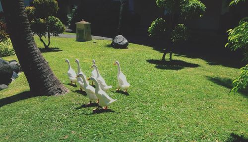Trees growing on grassy field in park