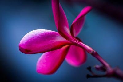 Close-up of pink flower