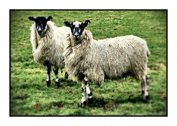 Sheep on grassy field