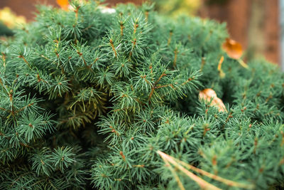 Close-up of pine tree