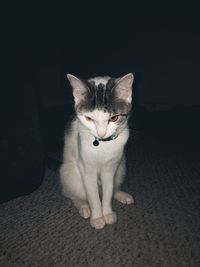 Portrait of cat sitting on floor