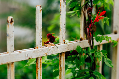 Close-up of bird perching on a fence