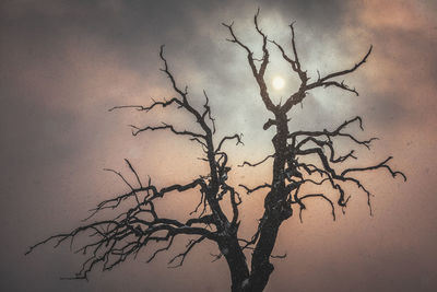 Low angle view of tree against sky during sunset