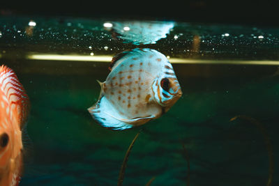 Close-up of fish swimming in aquarium