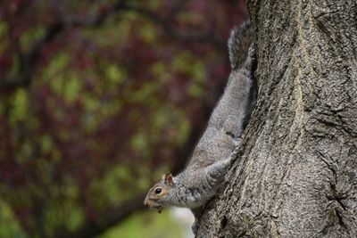 Close-up of squirrel on tree trunk