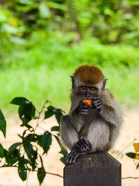 Monkey sitting on plant