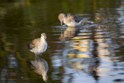 Frontal view of greater yellowlegs wading in shallow water during a late summer golden hour morning